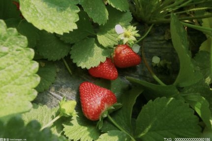 消除黑眼圈 哪些食物能够快速的消除黑眼圈