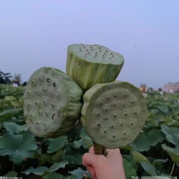 孕妇吃莲子有什么功效和作用 莲子对作月了有什么好处 