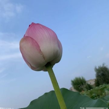  莲子泡水喝能治失眠吗	睡眠不好吃莲子有用吗 