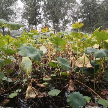  金银花怎样的最好 哪些人不能喝金银花茶